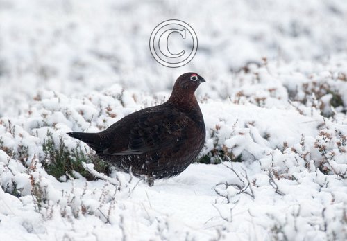   Red Grouse in the Snow  DM2066